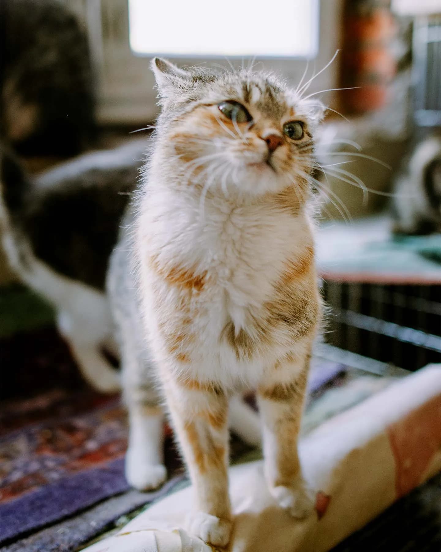 Chat dans un intérieur domestique