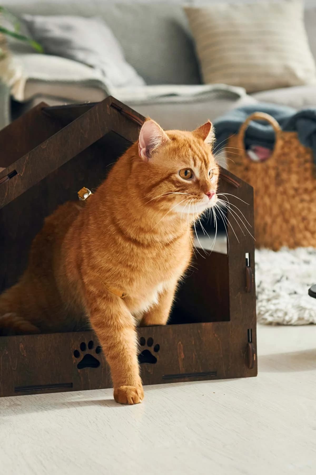 Chat soigné de Sabrina