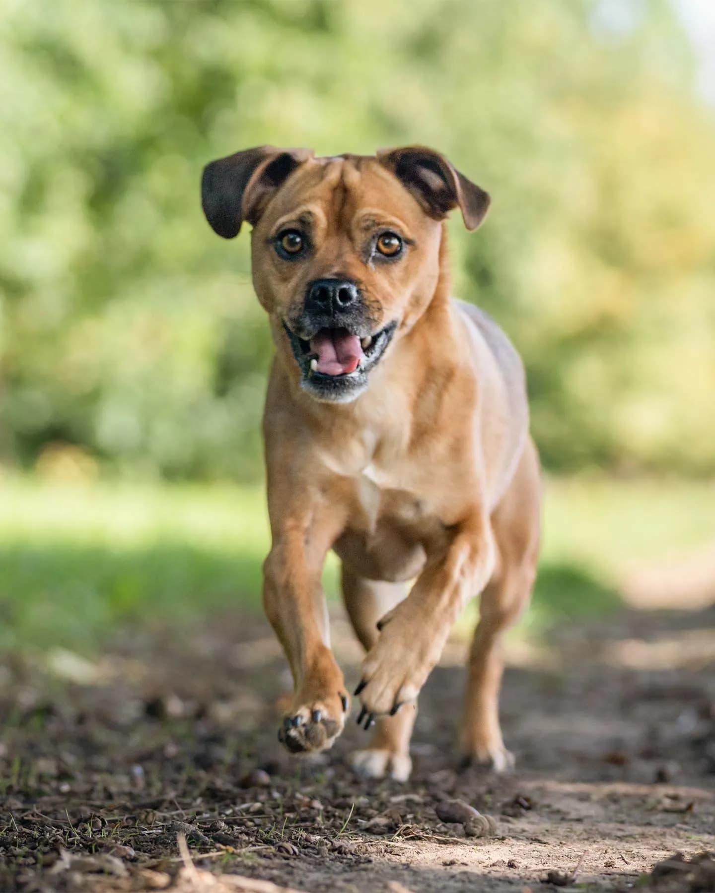 Chien âgé plein d'énergie
