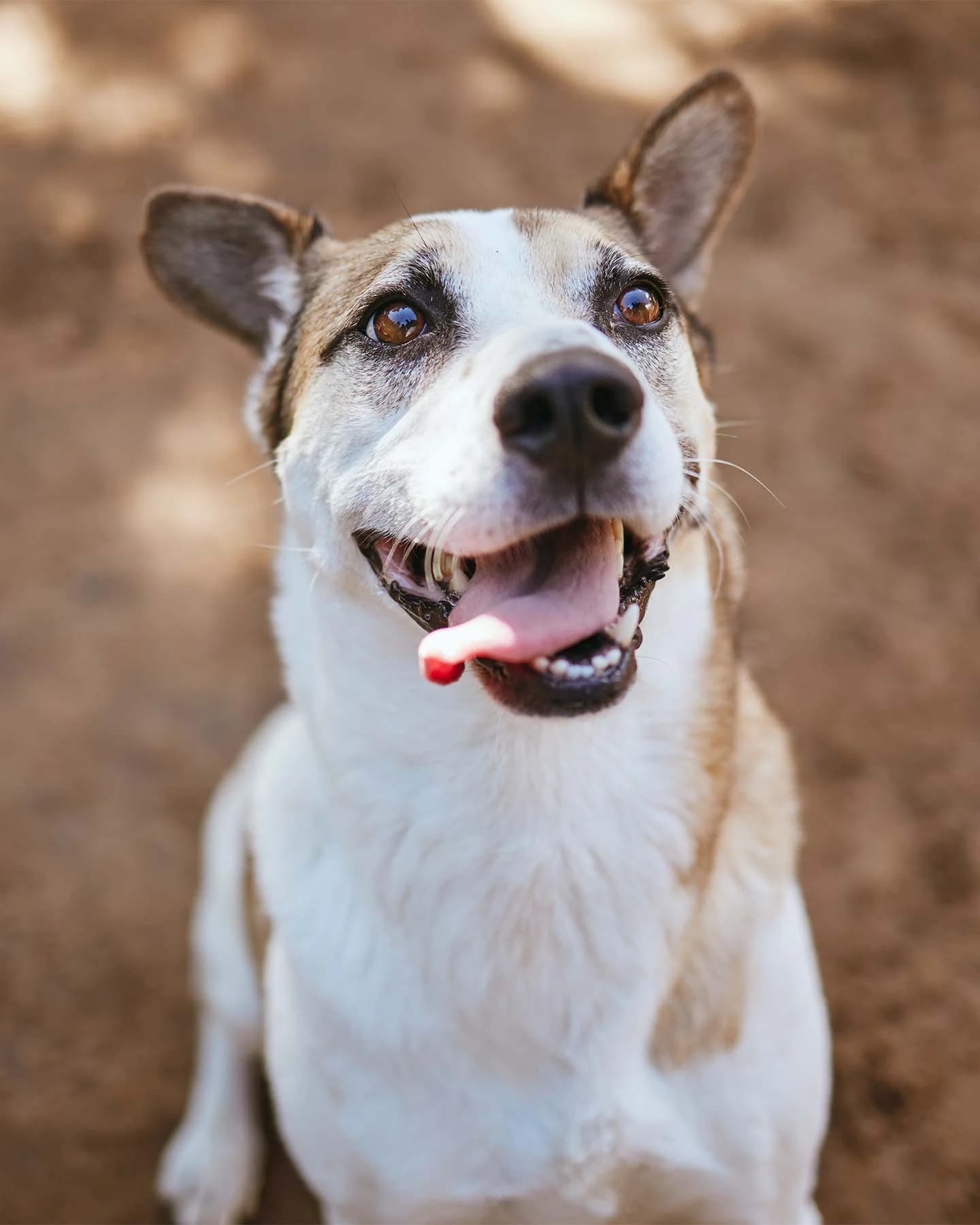 Chien protégé et aimé