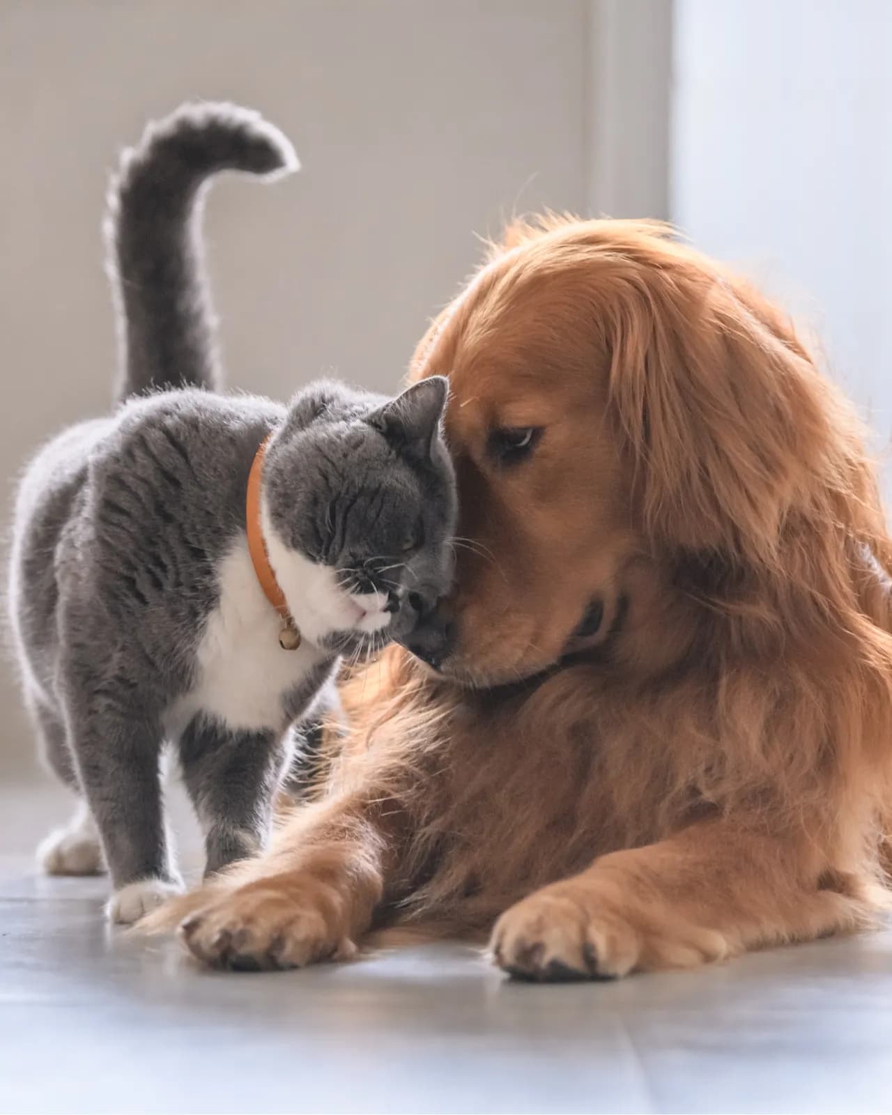Photo de deux chiens et chats soignés
