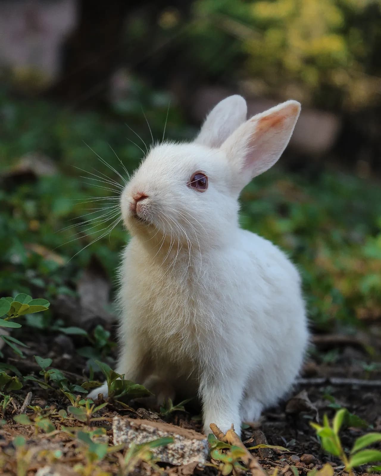 Lapin soigné avec précaution