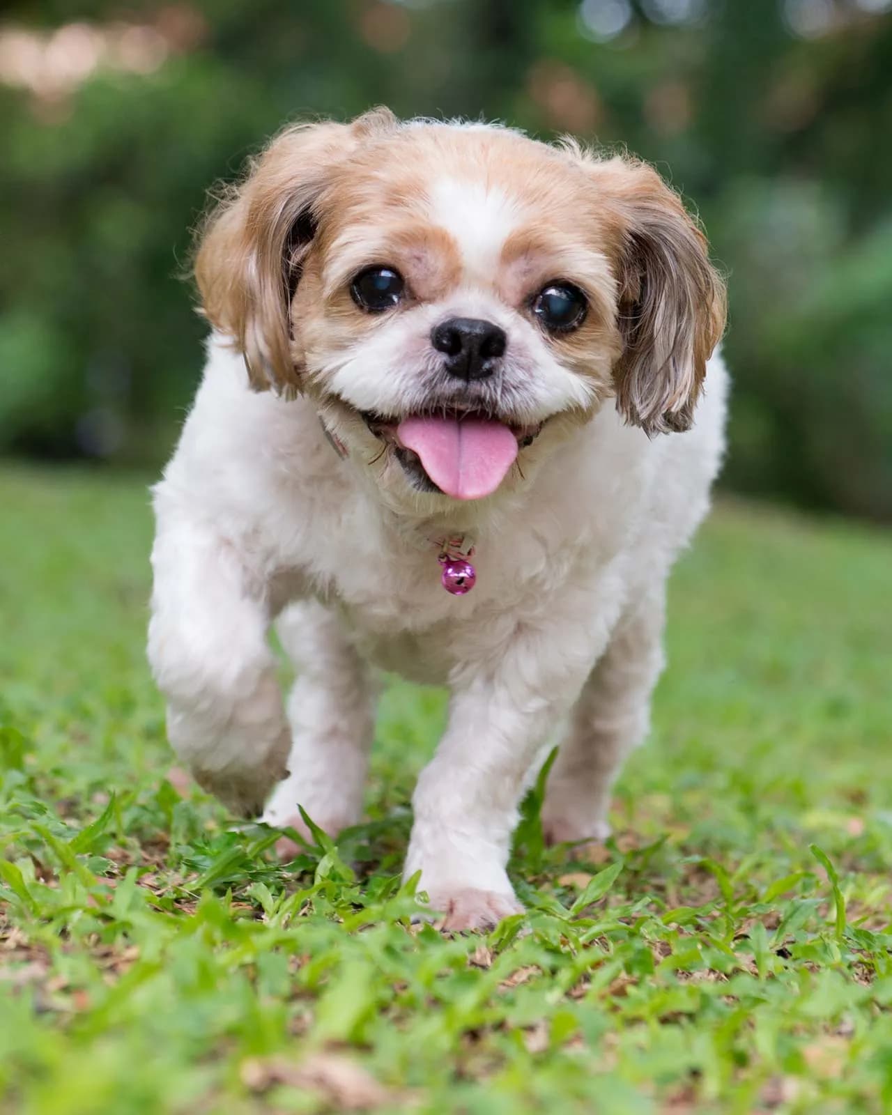 Chien à l'extérieur par temps chaud